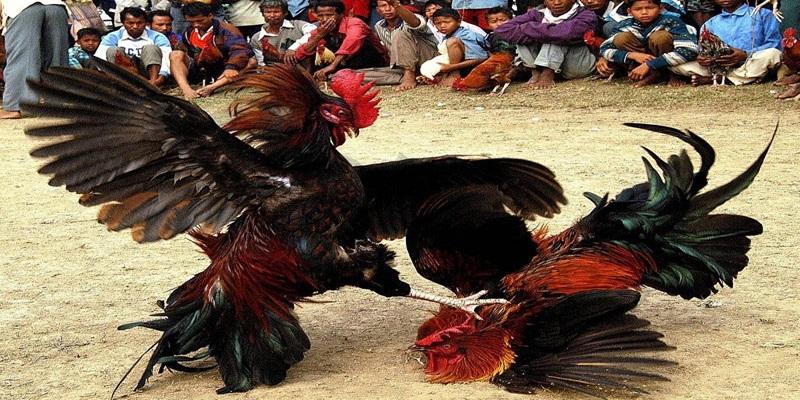 Tìm hiểu đôi nét về giải đấu gà Philippines