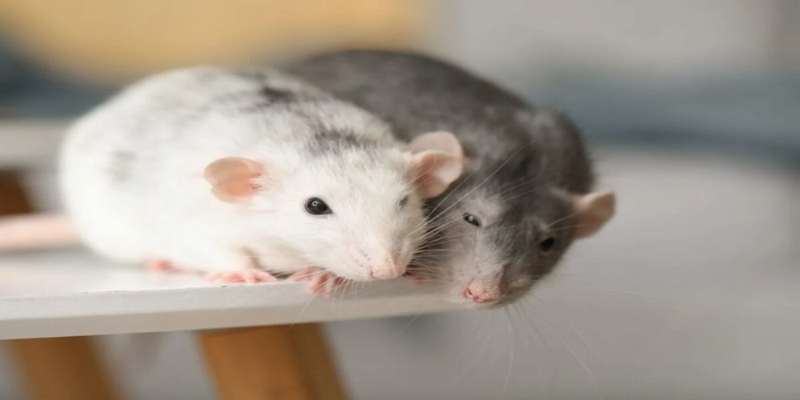 Mộng thấy 2 con chuột là điềm báo tốt về tình yêu